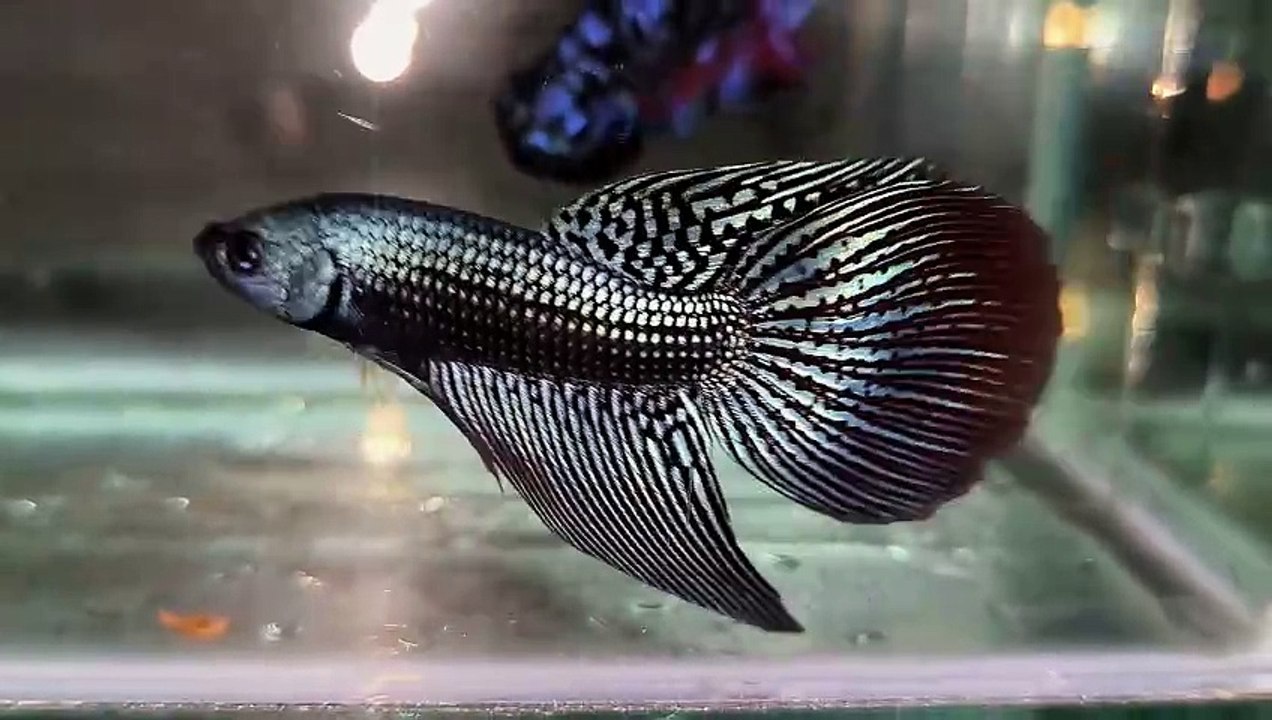Betta Fish Alien Long Fin
