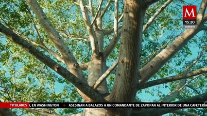 Grupo Gea, empresa 100 por ciento yucateca ofrece innovación dentro del sector inmobiliario