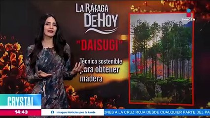 Japoneses producen madera sin talar árboles gracias a la técnica "daisugi"