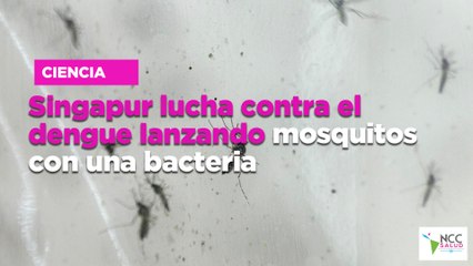 Singapur lucha contra el dengue lanzando mosquitos con una bacteria