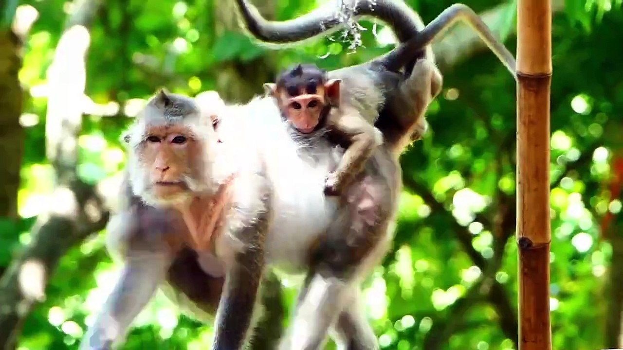 Baby Who Is Afraid Of Hurt, Bella Understands The Deep Heart Of Mom Barry, Bella Run Rapidly Out Far