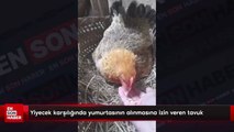 Yiyecek karşılığında yumurtasının alınmasına izin veren tavuk