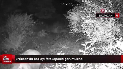 Erzincan'da boz ayı fotokapanla görüntülendi
