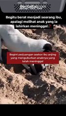 Begini perjuangan seekor ibu anjing yang menguburkan anaknya yang telah meninggal