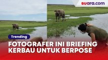 Seperti Model, Fotografer Ini Briefing Kerbau untuk Berpose