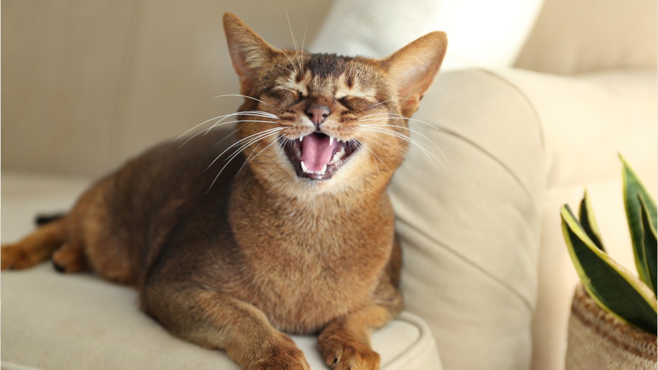 Schnurren, miauen, gurren: was katzen mit diesen lauten sagen wollen