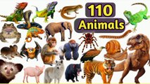 wild animals name | animals name | picture and sound | animals name in english