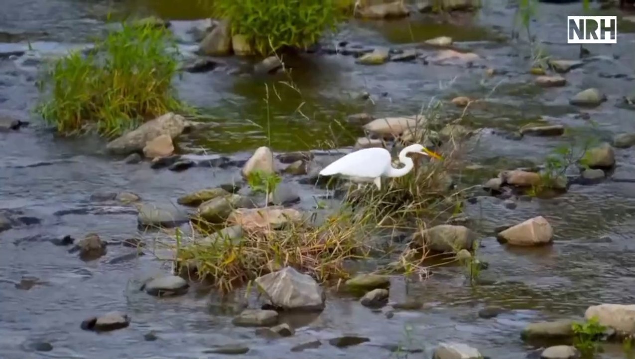 Natural relaxation film with most beautiful birds & relaxing music
