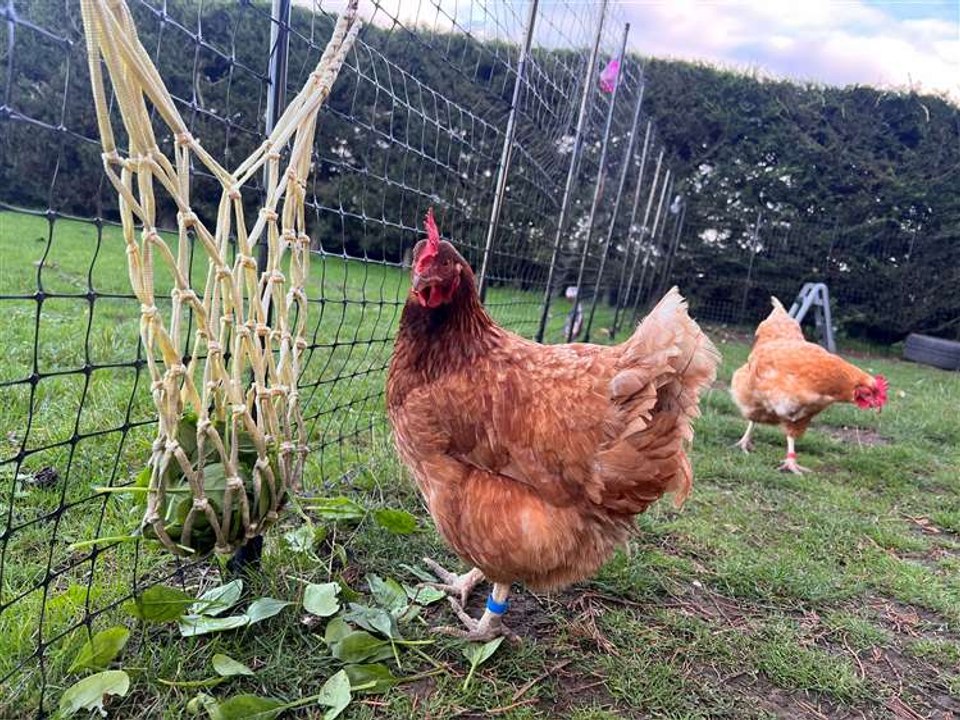 Inside a '5-star chicken hotel'