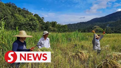 Mat Sabu: We'll throw the book at those found hoarding local rice seeds