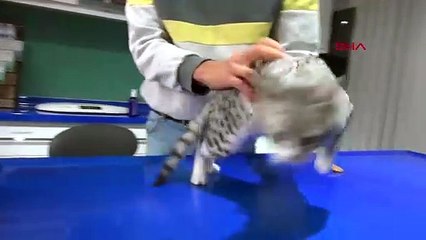 Kayseri'de Tek Patili Kedi Almanya'ya Gönderildi