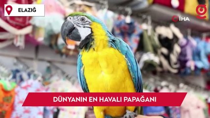 Dünyanın en havalı papağanı güzelliği ve fiyatıyla dikkat çekiyor