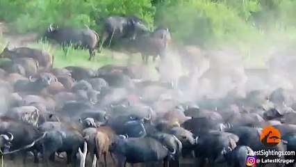 Stampeding Buffaloes Trample Lion