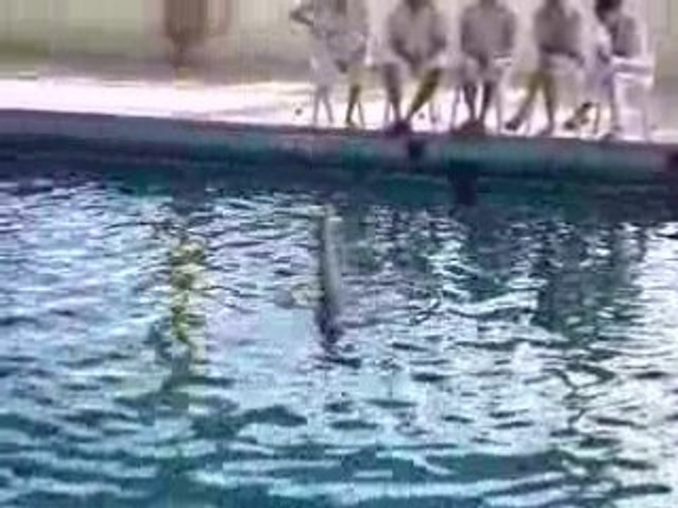 Pacune [flamenco jambe pliée]