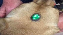 Deux chiens arrivent au refuge avec un bijou sur le front : ils pensent à une blague avant de découvrir l'atroce vérité (vidéo)