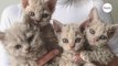 Wunder der Natur: Schwangere Katze aus der Schweiz bringt Schäfchen zur Welt