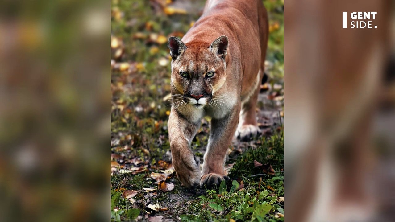 Comment réagir face à une attaque de puma