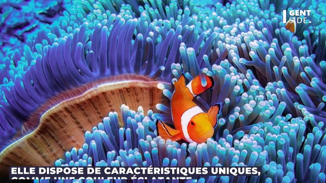 Une nouvelle espèce de poisson “ardent” découverte au large du Japon