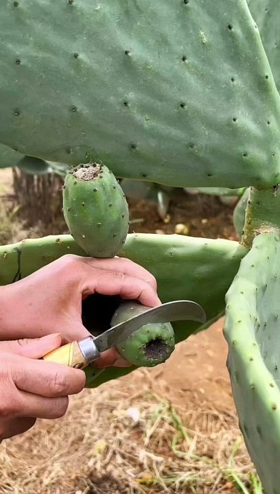 Fruit Name  ? VID_177960113_080923_938