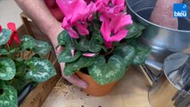 Roland Motte, jardinier : le cyclamen, plantez-le en pot ou en pleine terre