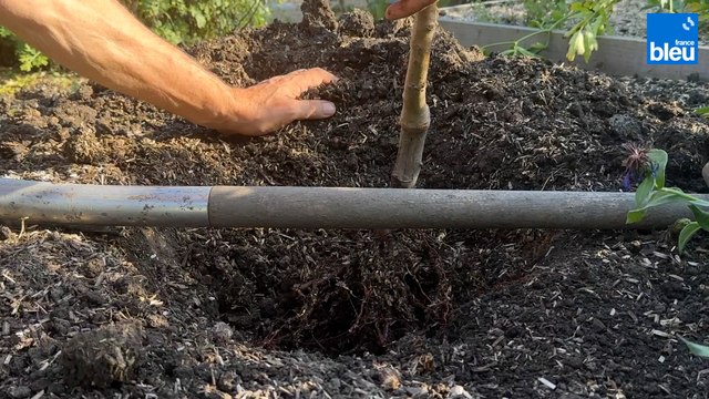 Roland Motte, jardinier : conseils de plantation pour arbres et arbustes