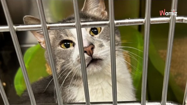 Ce chat a été ramené au refuge 6 mois après son adoption pour un motif très superficiel