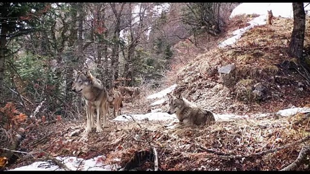 Vivre avec les loups Bande-annonce VF