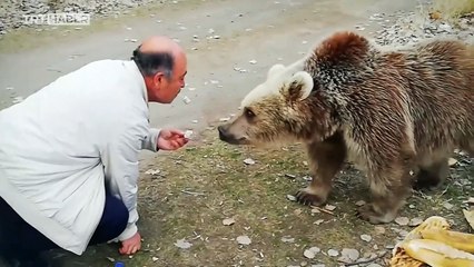 Ağzıyla ayıya şeker yedirdi