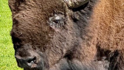Huge Bison Takes a Stroll Through Small Town in Yellowstone National Park