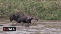 Lucky wildebeest escapes huge crocodile biting tail and dragging it into river