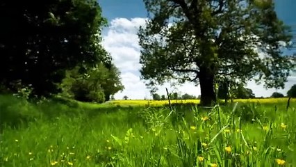 Forest stream under sunlight