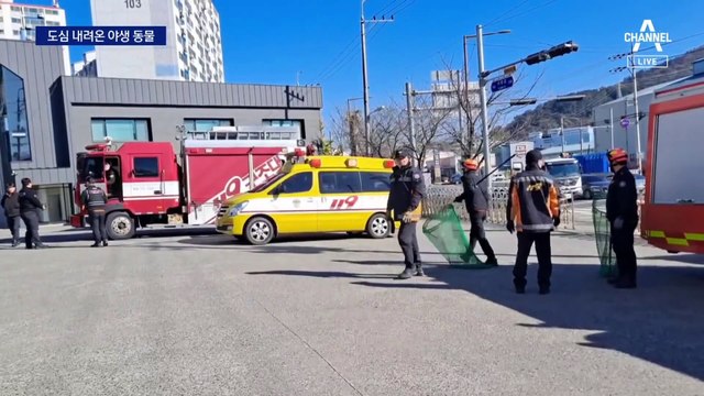 공장에 고라니, 공원에 멧돼지…도심 내려온 야생 동물