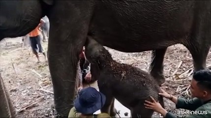 In Indonesia festa per la nascita di un elefantino di Sumatra