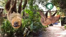 Meet Higgins the Two Toed Sloth!