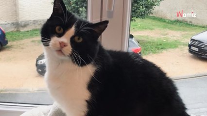 Battu durant des années, ce chat n'a pourtant aucune rancune et rêve de trouver une famille à câliner