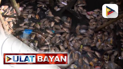 Mga patay na isda, nagkalat sa isang barangay sa Cavite