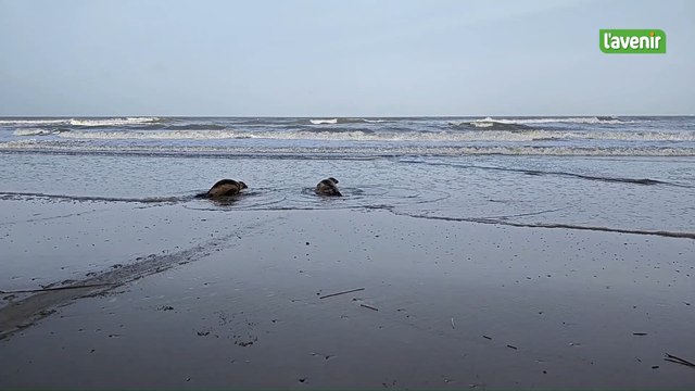 Sea Life Blankenberge relâche deux bébés phoques dans la mer