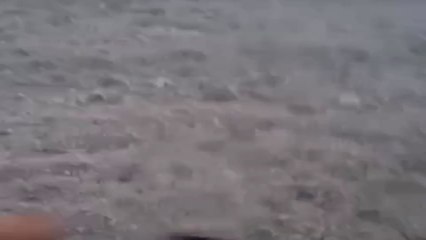 Campo de melocotones de Salem destruido por "jabalís"