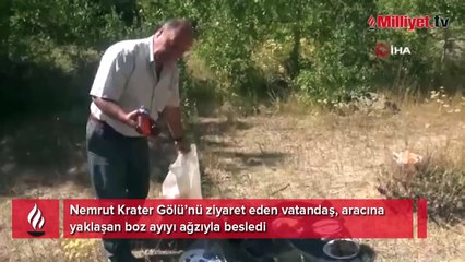 Ağzıyla ayıya şeker yediren vatandaşın ilginç görüntüsü