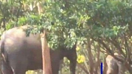 పార్వతీపురం జిల్లా: భయపెడుతున్న ఏనుగుల గుంపు