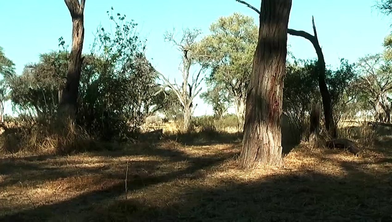 Moremi Game Reserve safaris in Botswana