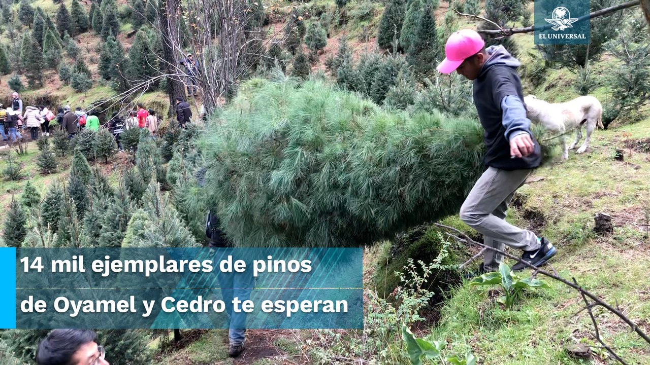 ¡Ya huele a Navidad!: La tradición de escoger y...