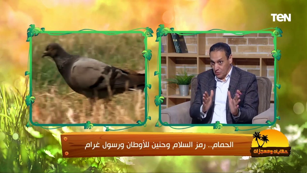 نصائح هامة لمنتجي ومربين الدواجن مع دخول فصل الشتاء من عميد طب بيطري القاهرة الأسبق