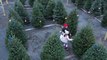 These Are Things Christmas Tree Sellers Want You to Know