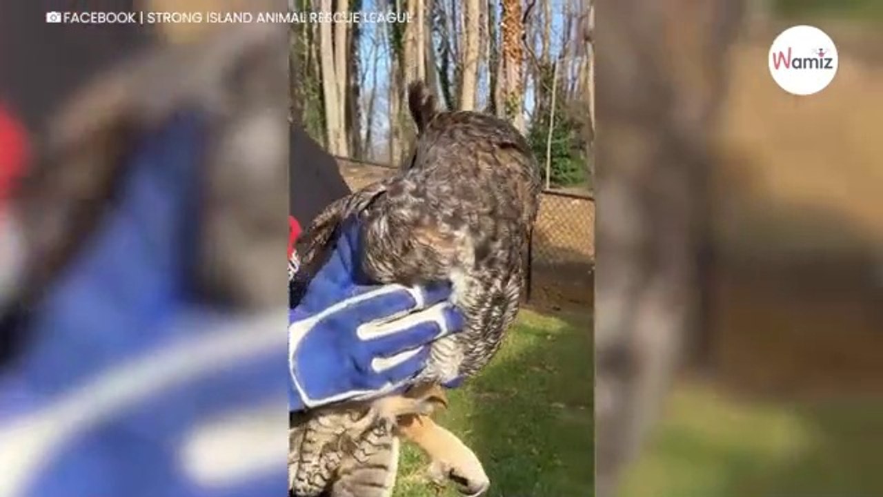 Man merkt een vreemde vorm in de tuin op. Hij komt dichterbij en vindt een buitengewoon diertje