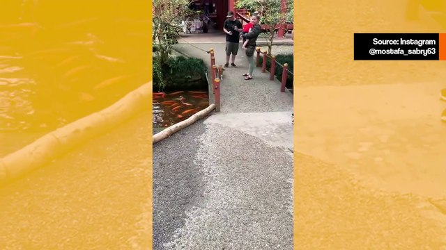 Vaikuttavat videot näyttävät, kuinka kissat ovat armottomia saalistajia