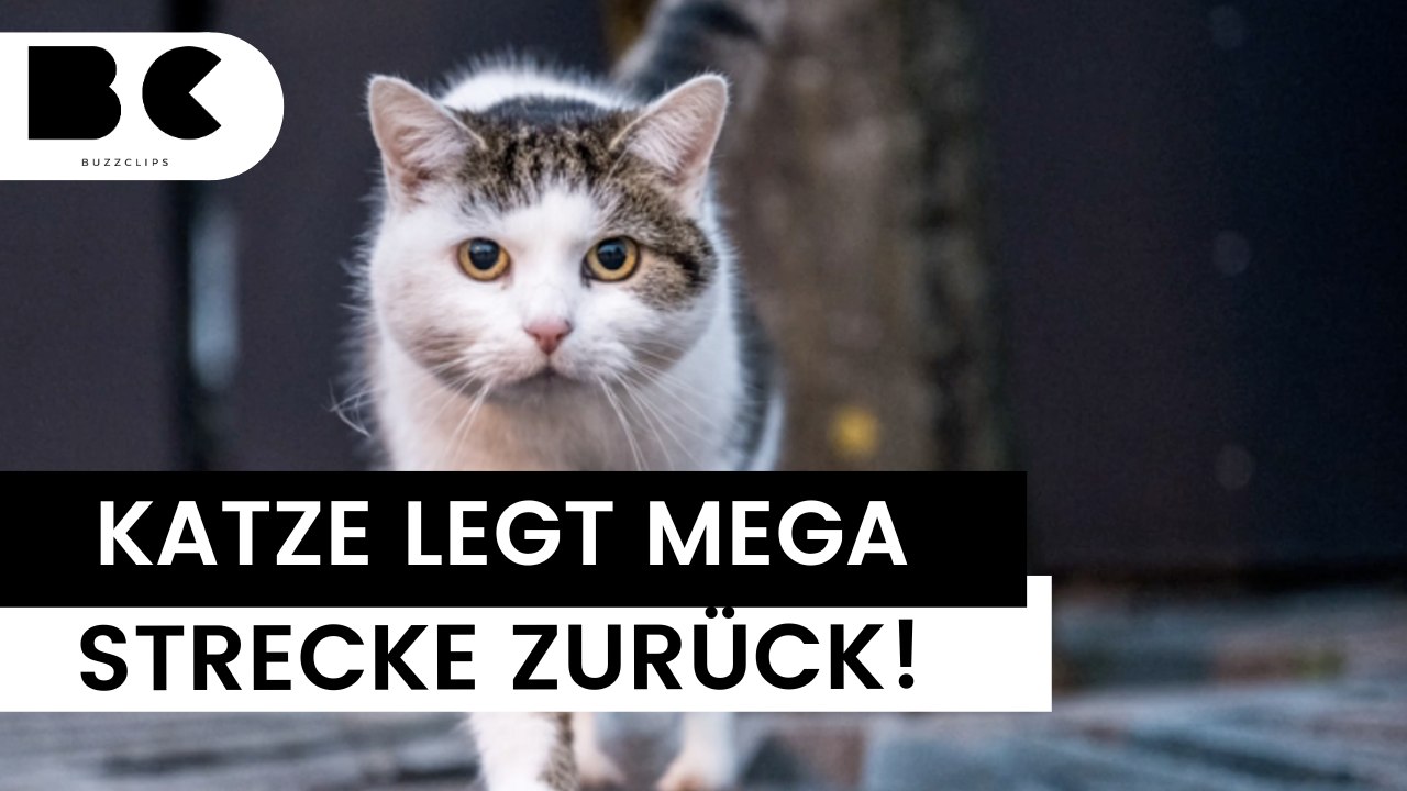Fast 1.000 kilometer: katze läuft von frankreich nach deutschland
