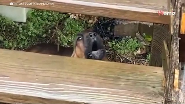 Cucciolo scopre la pioggia per la prima volta: la sua reazione stupisce milioni di persone (Video)