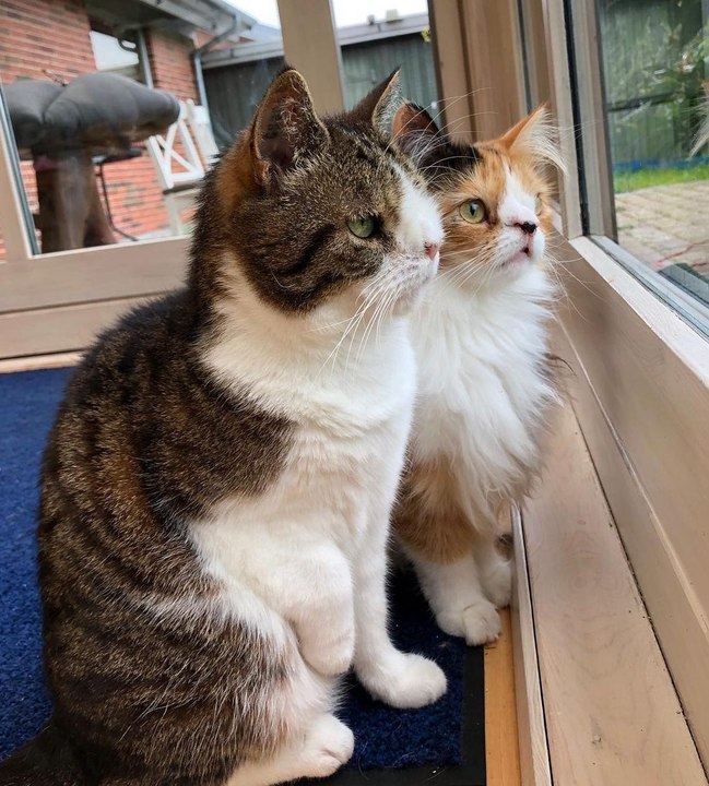 Las caritas de estos gatos son lo más tierno que verás hoy