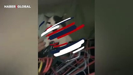 Kedinin çıkardığı esneme sesi güldürdü